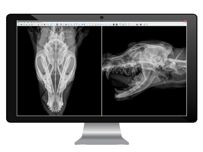 Рентгенодиагностика для животных
